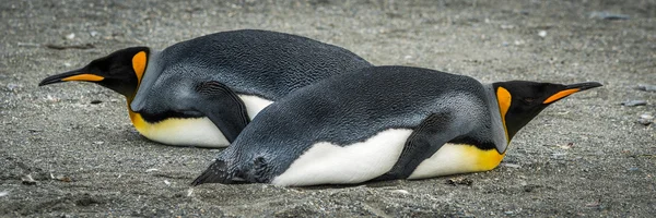 Král dva tučňáci ležící v různých směrech — Stock fotografie