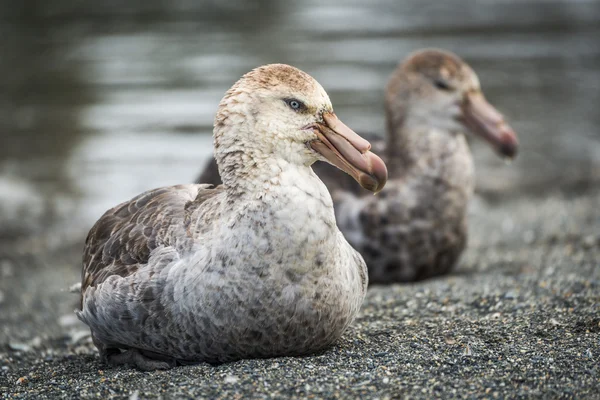 Dois petrels gigantes do norte sentados na praia — Fotografia de Stock