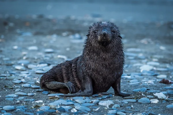 Foca di pelliccia antartica bagnata sulla spiaggia di ghiaia — Foto Stock