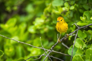 Yellow warbler perched on branch in woods clipart