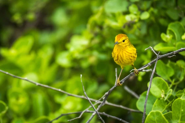 Gelbgrasmücke hockt auf Ast im Wald — Stockfoto