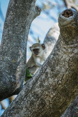 Bebek vervet maymun ağacında kamera karşı karşıya