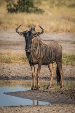 Mavi wildebeest ayakta su birikintisi kamera karşı karşıya yanında