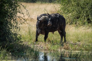 Cape buffalo at water hole turning head clipart