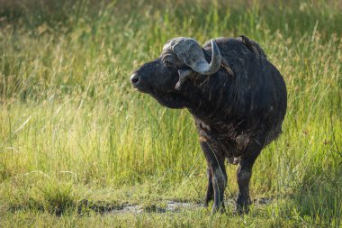 Cape buffalo uzun çim kafa dönme