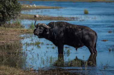 Cape buffalo riverbank yanında sığ suda