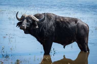 Kamera karşı karşıya sığlık Cape buffalo sicilini