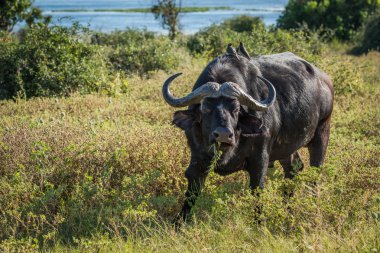 Sarı gagalı oxpeckers arka ile Cape buffalo