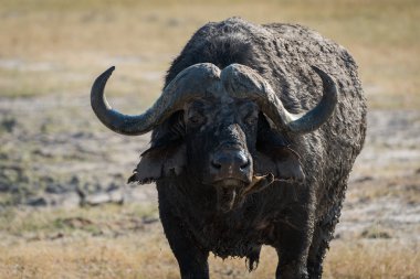 Cape Buffalo 'nun çamura bulanmış yakın çekimi.