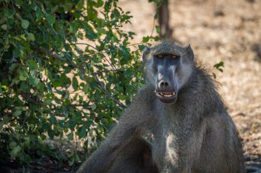 Chacma maymun açık ağızlı Close-Up