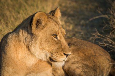 Gün batımı dikkatle bakıp, aslan Close-Up