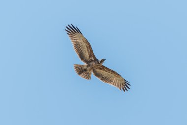 Kartal, ek yükü yaymak kanatlı uçan taç