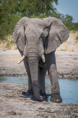 Su kuyusu kenarı etrafında duran fil