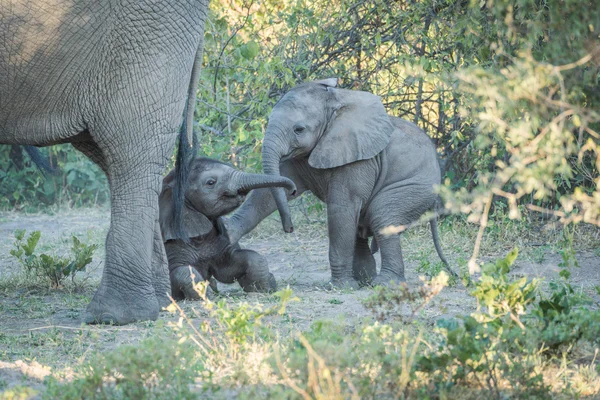 小象推向另一个在妈妈后面 — 图库照片