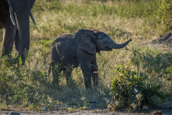 Αυξάνοντας τον κορμό του εκτός από τη μητέρα το μωρό ελέφαντας — Φωτογραφία Αρχείου