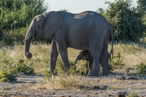 Baby elephant stojącą za matkę w buszu — Zdjęcie stockowe