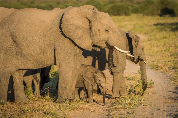 Baby elephant standing between parents on track