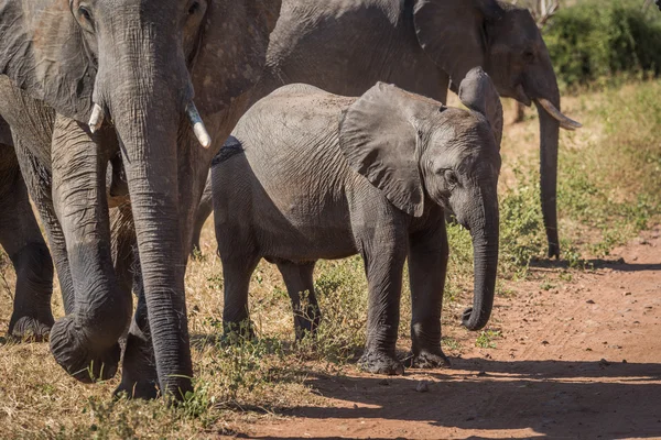 Elefante bebé esperando para cruzar la pista de tierra —  Fotos de Stock