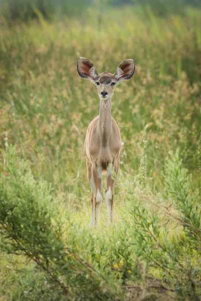 De grote koedoe baby in gras geconfronteerd met camera — Stockfoto