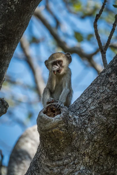 Baby vervet monkey scratching nose facing camera — Stock Photo, Image