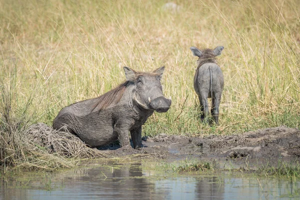 Bébé phacochère laissant sa mère se vautrer dans la boue — Photo