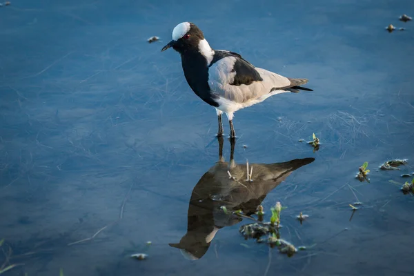 Blacksmith plover reflected in shallows with plants — Stock Photo, Image