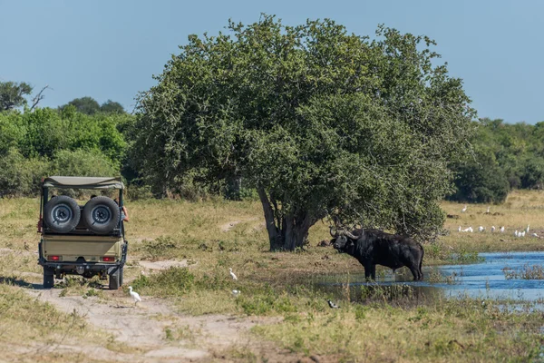 Cabo de búfalo en el río con jeep al lado — Foto de Stock