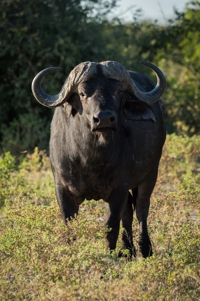 Cape buffalo állandó fordulat fényképezőgép napsütésben — Stock Fotó