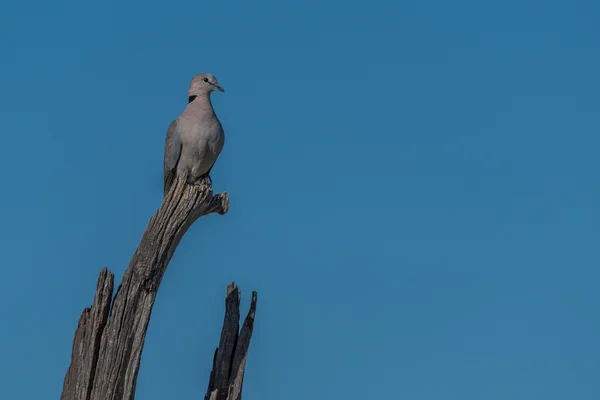 Cape turtle dove på döda trädgren — Stockfoto