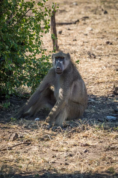 Chacma pavian sitzt auf dem boden neben busch — Stockfoto