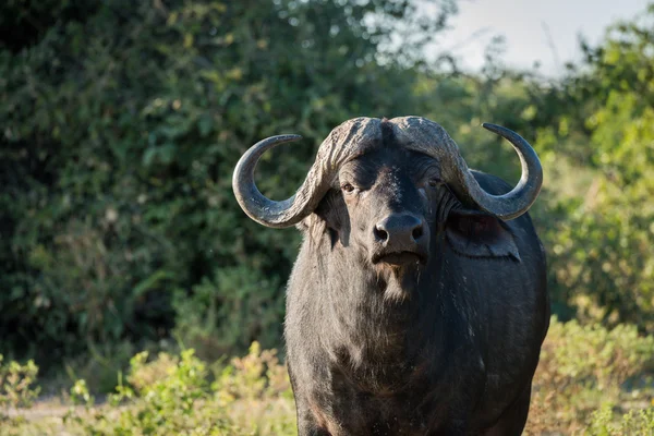 Close-up of Cape buffalo standing facing camera — Stock Photo, Image