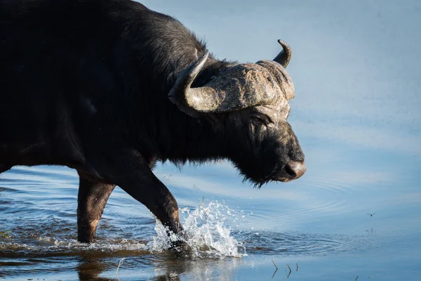 Primer plano del búfalo del Cabo caminando a través de aguas poco profundas — Foto de Stock