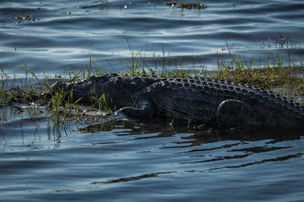 Detail krokodýl nilský na travnaté ostrov — Stock fotografie