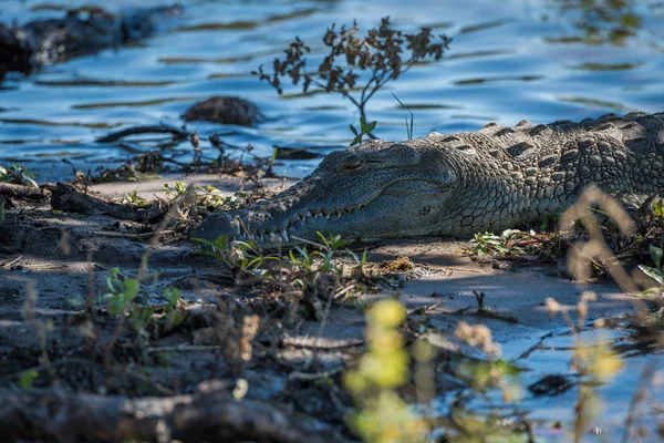 Nílusi krokodil a homokos vízpart közeli képe — Stock Fotó