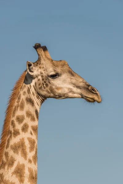 Close-up of South African giraffe in profile — Stock Photo, Image