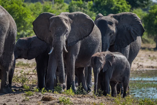 大象的家族走向摄像机的特写镜头 — 图库照片