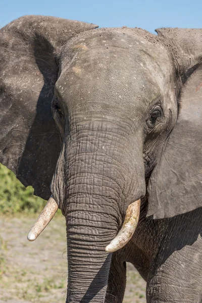 Primer plano de la cámara de elefante frente al sol — Foto de Stock