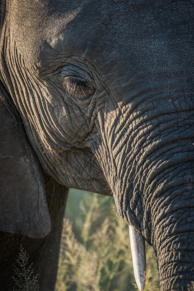 Primer plano de la cabeza de elefante en luz dorada — Foto de Stock