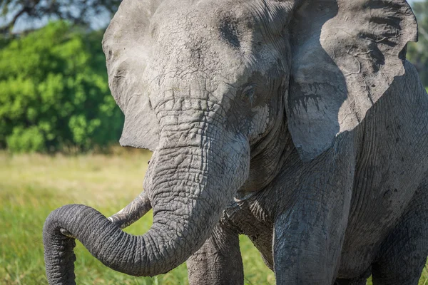 Primer plano del elefante descansando tronco sobre el colmillo — Foto de Stock