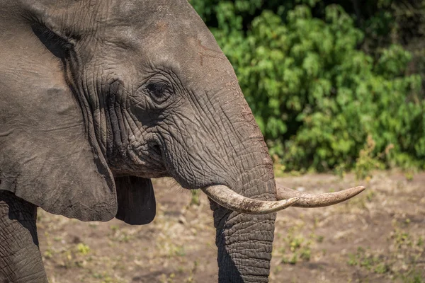 Primer plano del elefante de perfil en el sol — Foto de Stock