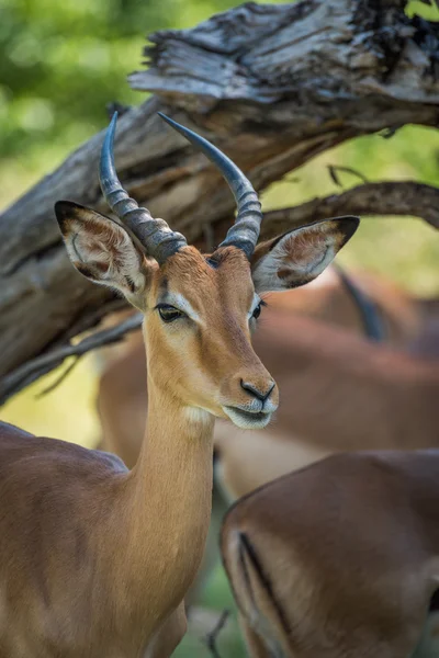 Close-up de impala sob ramificação virada para câmera — Fotografia de Stock