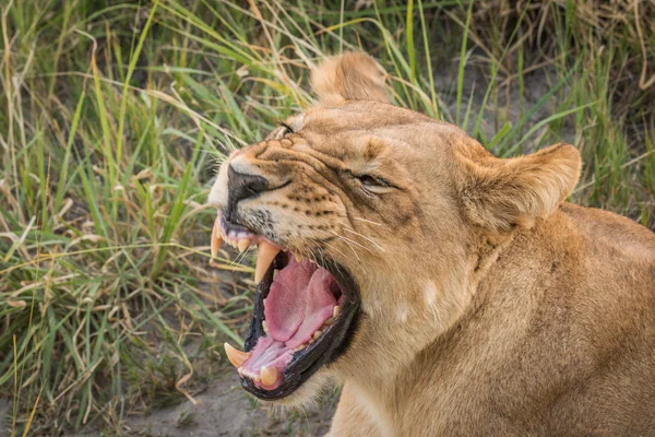 Close-up van Leeuw geeuwen en weergeven tanden — Stockfoto