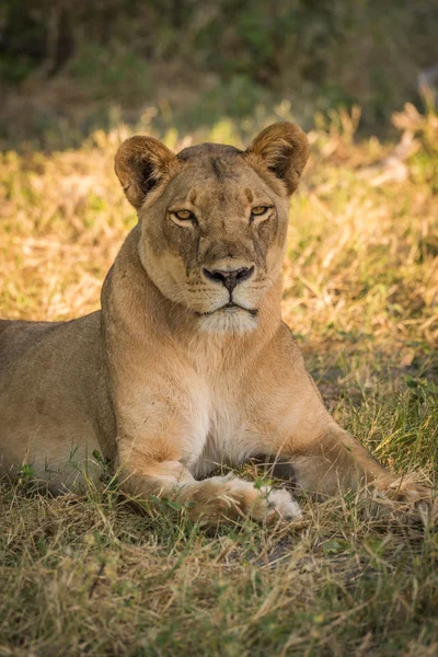 Gros plan de la lionne couchée dans une clairière herbeuse — Photo