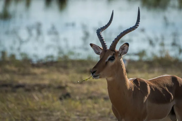 Erkek Impala kamera yeme karşı karşıya Close-Up — Stok fotoğraf