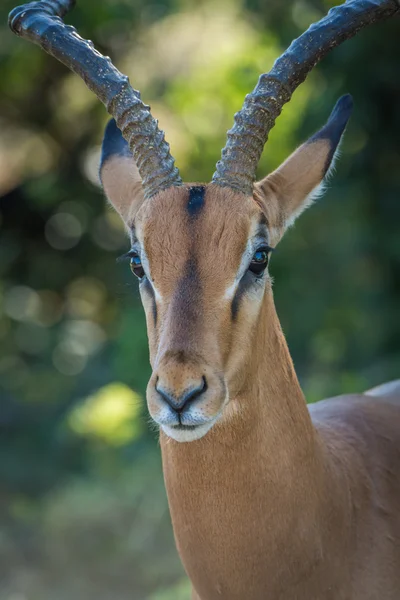 Close-up van mannelijke impala hoofd in schaduw — Stockfoto