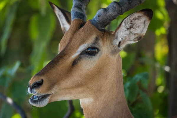 Close-up de impala masculino com a boca aberta — Fotografia de Stock