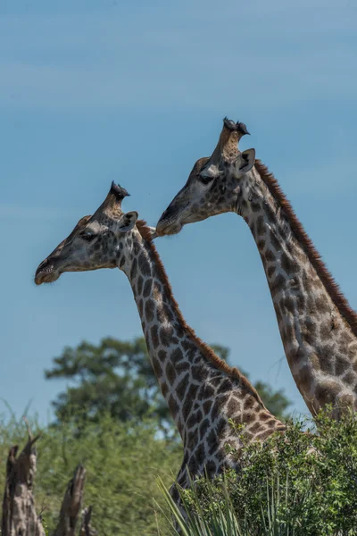 Close-up of two giraffe side-by-side above trees — Stock Photo, Image