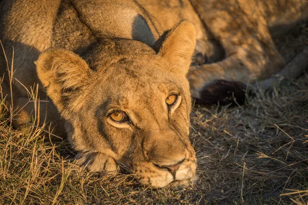 Крупный план сонного льва, смотрящего в камеру — стоковое фото