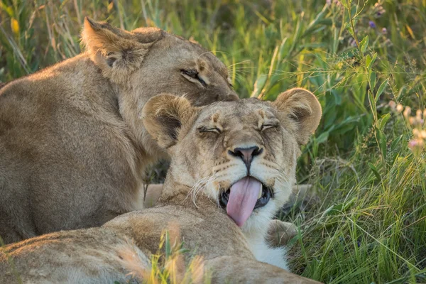 Close-up van twee leeuwen likken elkaar — Stockfoto