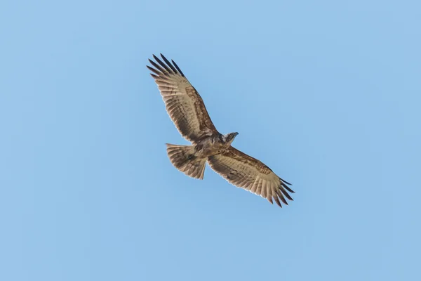 Увенчанный орёл летит над головой с распростертыми крыльями — стоковое фото